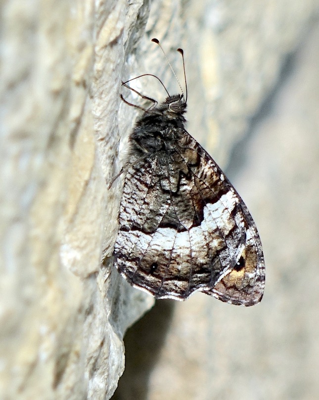 woodland grayling